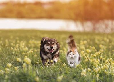 Entre le chat et le chien, qui est vraiment le plus intelligent ?