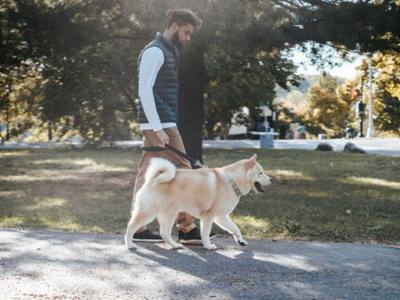 Les dangers cachés des balades d'automne pour les chiens