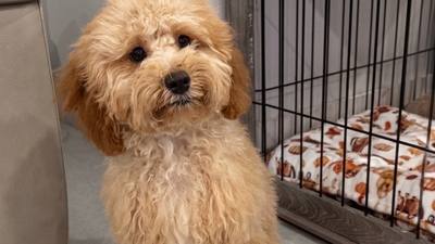 Une mère accuse une pet-sitter de retenir sa chienne