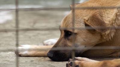 Découverte de plus de 100 animaux abandonnés en Vendée