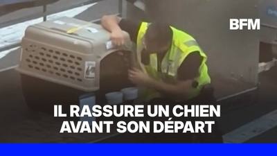 Un employé d'aéroport réconforte un chien anxieux