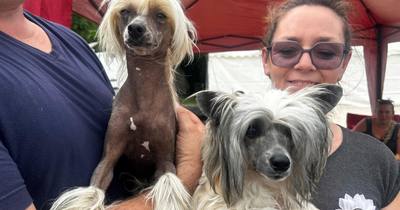 500 chiens réunis en Dordogne