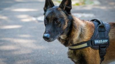 Une octogénaire tuée par son malinois