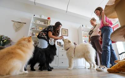 Dax : une ville accueillante pour les chiens
