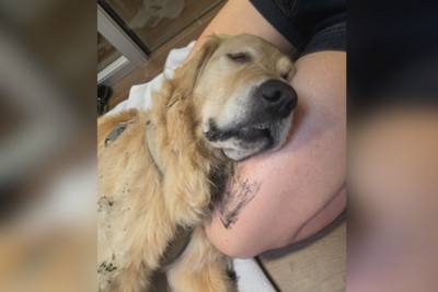 Une chienne droguée au THC au bois de Vincennes