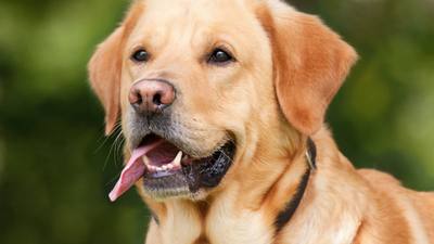 Marley, le chien aveugle devenu secouriste en Italie