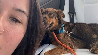 Une chienne errante trouve une famille grâce à une rencontre fortuite