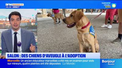 Salon : des chiens d'aveugles à l'adoption