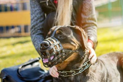 Chien d'assistance sans muselière : un passager rate son vol à Genève