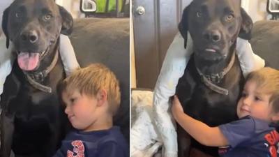Un chien mène une « double vie » chez ses voisins