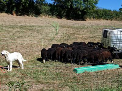 Protection des troupeaux contre les loups