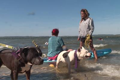 Paddle canin en EHPAD à Berre-l'Etang