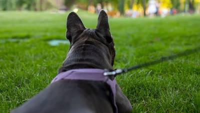 Agression suite à des problèmes de déjections canines