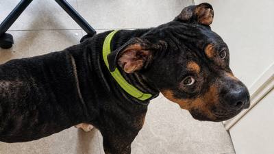 Sauvetage et reconstruction d'un chien abandonné