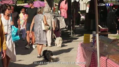 Ici, les chiens sont privés de marché