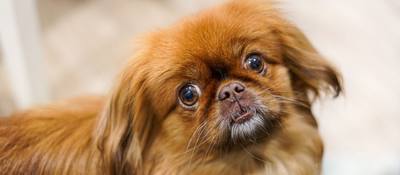 Espérance de vie courte pour certaines races de chiens