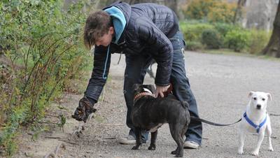 Laisse obligatoire et fortes amendes pour les chiens dans les Pyrénées-Orientales