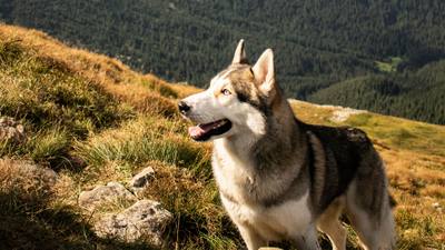 60 brebis tuées dans le Vercors : et si c’étaient des chiens ?