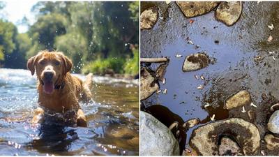 Interdiction de promener son chien au bord de la rivière